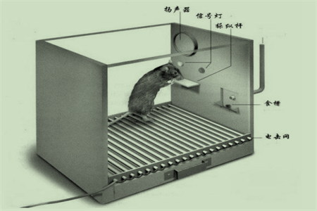 甘肅教師招聘備考資料：斯金納的操作性條件作用理論